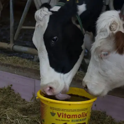 Vitamolix Ruminant
